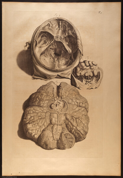 E466 - Anatomy Atlas - Cowper - i0569