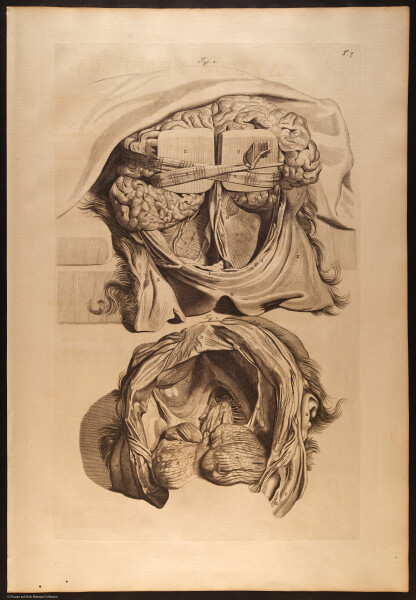 E466 - Anatomy Atlas - Cowper - i0570