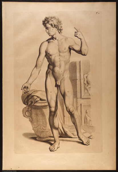 E466 - Anatomy Atlas - Cowper - i0573