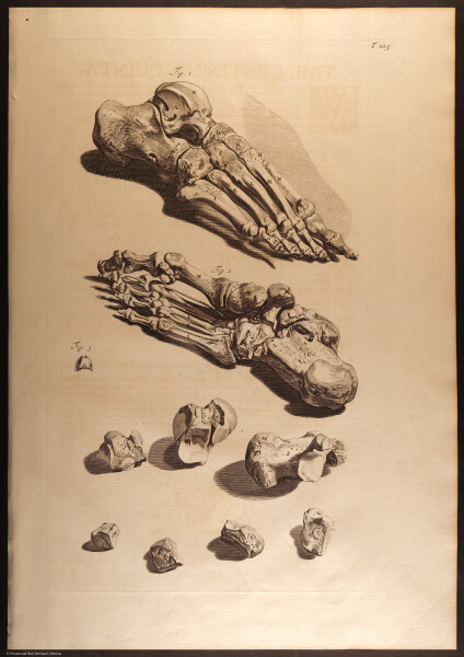 E466 - Anatomy Atlas - Cowper - i0574