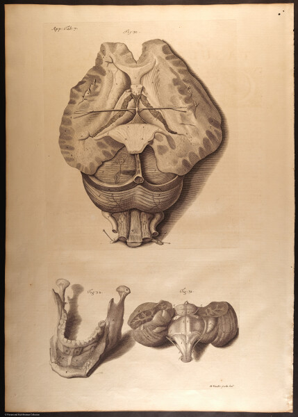 E466 - Anatomy Atlas - Cowper - i0576