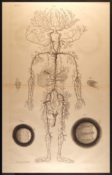 E466 - Anatomy Atlas - Cowper - i0577