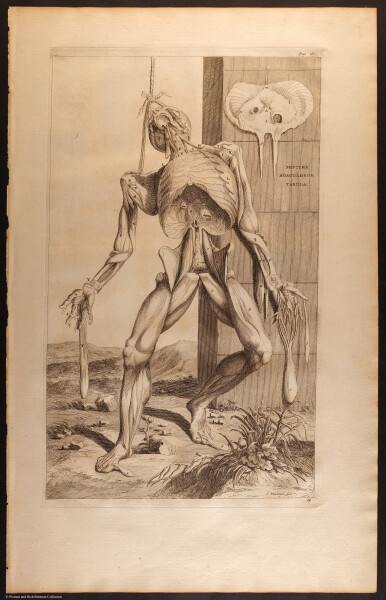 E466 - Anatomy Atlas - Cowper - i0578