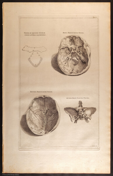 E466 - Anatomy Atlas - Cowper - i0579