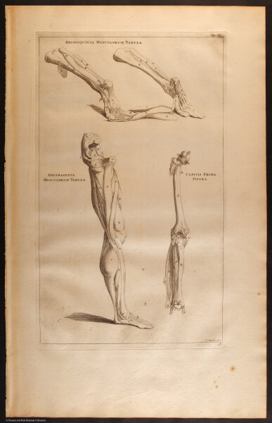 E466 - Anatomy Atlas - Cowper - i0580