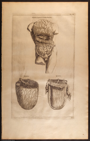 E466 - Anatomy Atlas - Cowper - i0581