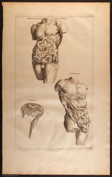 E466 - Anatomy Atlas - Cowper - i0582