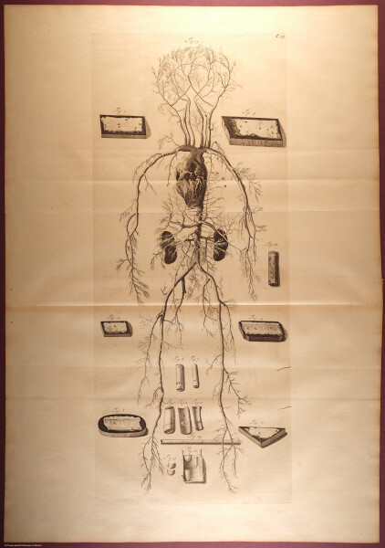 E466 - Anatomy Atlas - Cowper - i0584