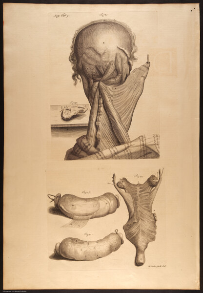 E466 - Anatomy Atlas - Cowper - i0616