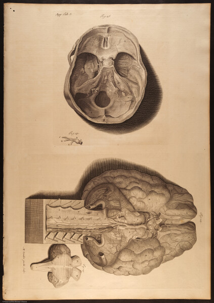 E466 - Anatomy Atlas - Cowper - i0617