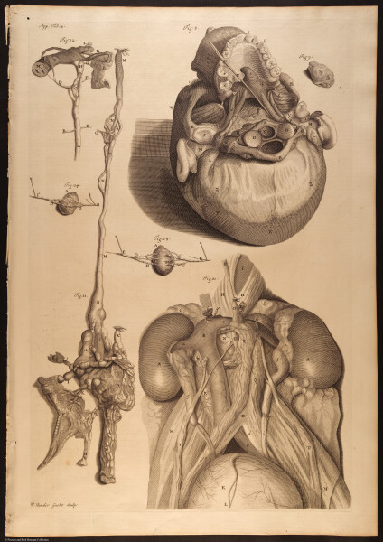 E466 - Anatomy Atlas - Cowper - i0618