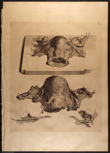 E466 - Anatomy Atlas - Cowper - i0621