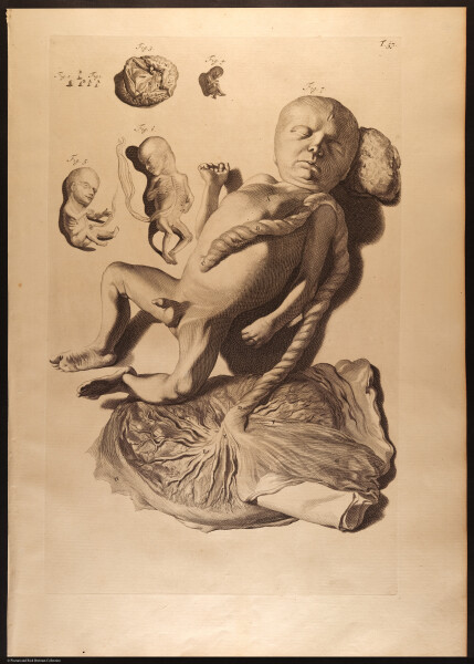 E466 - Anatomy Atlas - Cowper - i0623