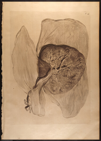 E466 - Anatomy Atlas - Cowper - i0624