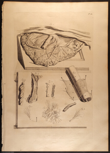 E466 - Anatomy Atlas - Cowper - i0625