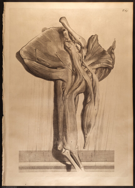 E466 - Anatomy Atlas - Cowper - i0627