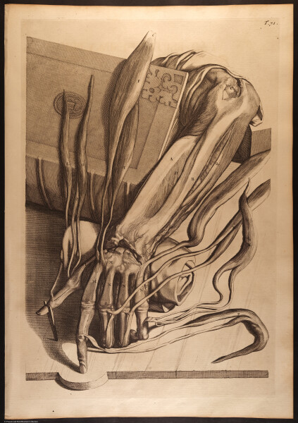 E466 - Anatomy Atlas - Cowper - i0630