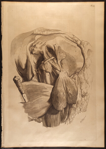 E466 - Anatomy Atlas - Cowper - i0631