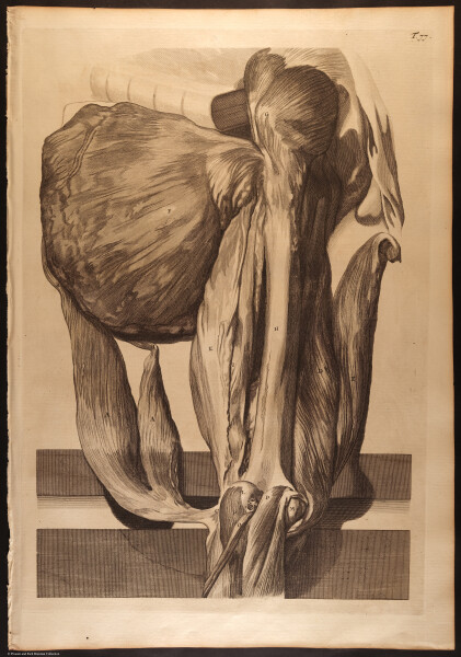 E466 - Anatomy Atlas - Cowper - i0633