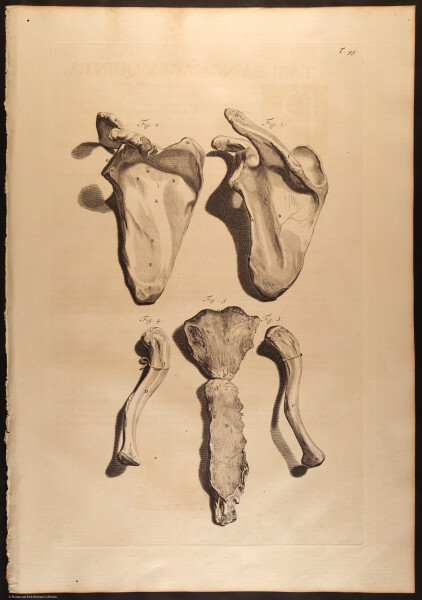 E466 - Anatomy Atlas - Cowper - i0639