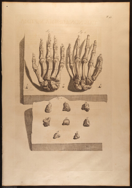 E466 - Anatomy Atlas - Cowper - i0640