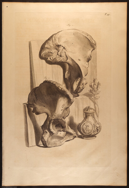 E466 - Anatomy Atlas - Cowper - i0641