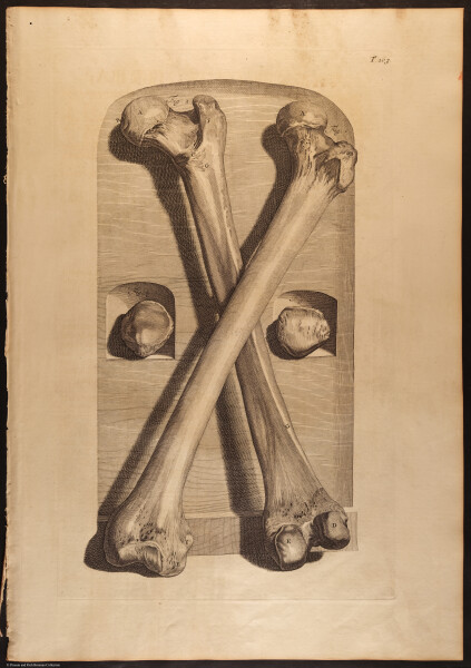 E466 - Anatomy Atlas - Cowper - i0642