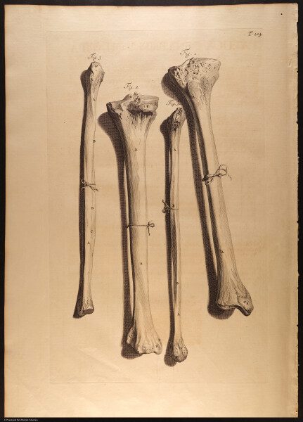 E466 - Anatomy Atlas - Cowper - i0643