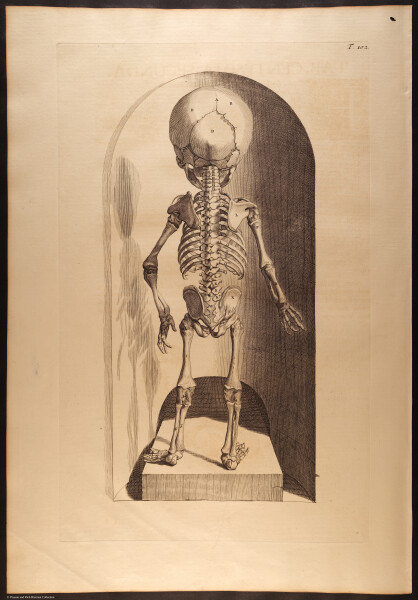 E466 - Anatomy Atlas - Cowper - i0644