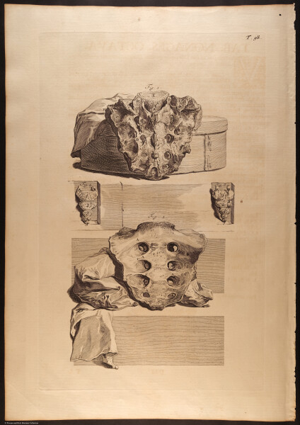 E466 - Anatomy Atlas - Cowper - i0645