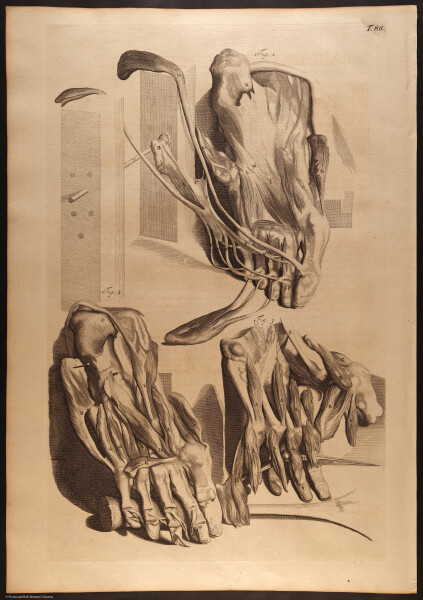 E466 - Anatomy Atlas - Cowper - i0648