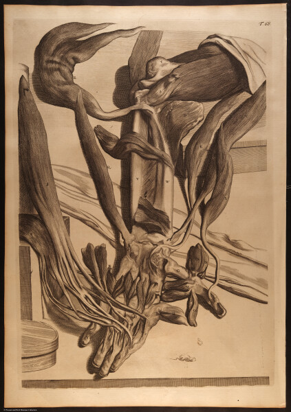 E466 - Anatomy Atlas - Cowper - i0658