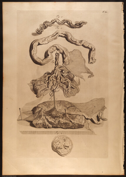 E466 - Anatomy Atlas - Cowper - i0662