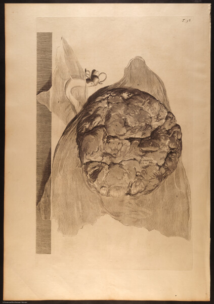 E466 - Anatomy Atlas - Cowper - i0663