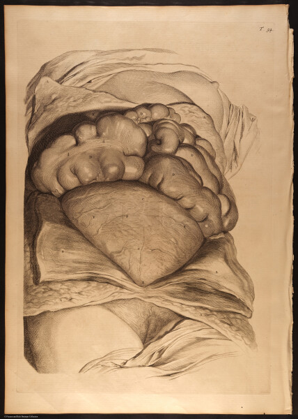 E466 - Anatomy Atlas - Cowper - i0665