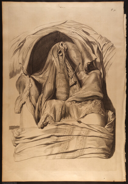 E466 - Anatomy Atlas - Cowper - i0666