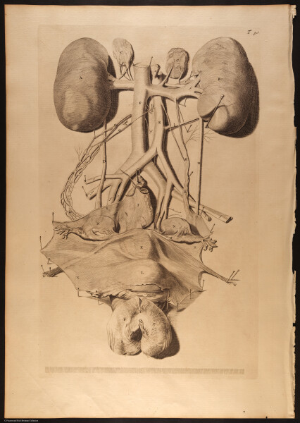 E466 - Anatomy Atlas - Cowper - i0667