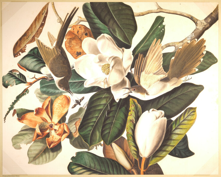 E497 - Audubon Elephant Folio Size Reprodutions - i0778