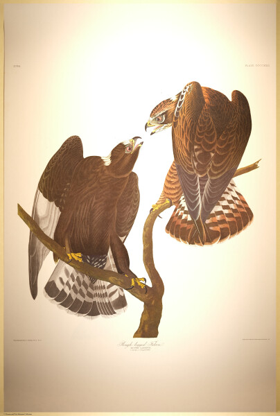 E497 - Audubon Elephant Folio Size Reprodutions - i0781