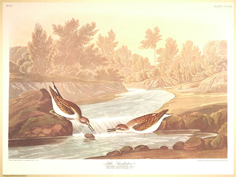 E497 - Audubon Elephant Folio Size Reprodutions - i0782