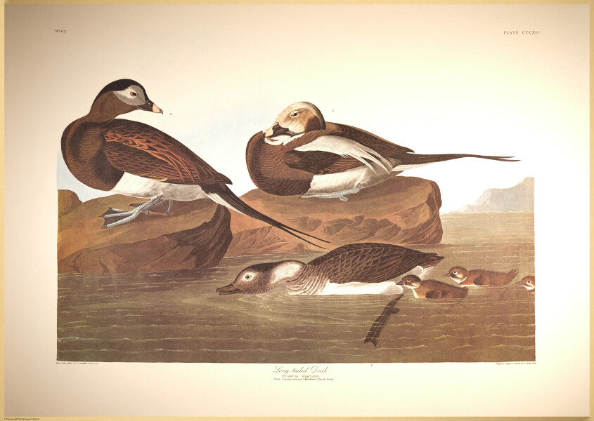 E497 - Audubon Elephant Folio Size Reprodutions - i0783