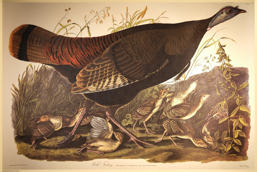 E497 - Audubon Elephant Folio Size Reprodutions - i0786