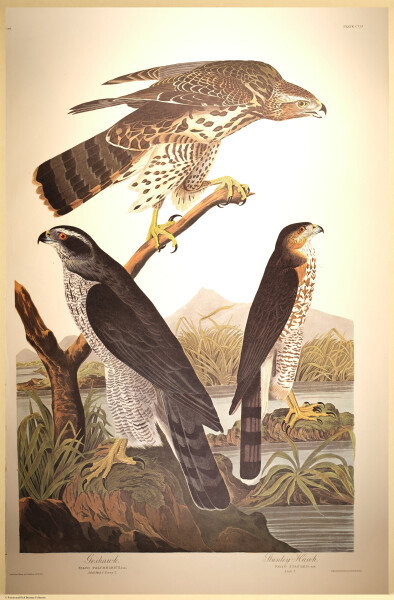 E497 - Audubon Elephant Folio Size Reprodutions - i0787