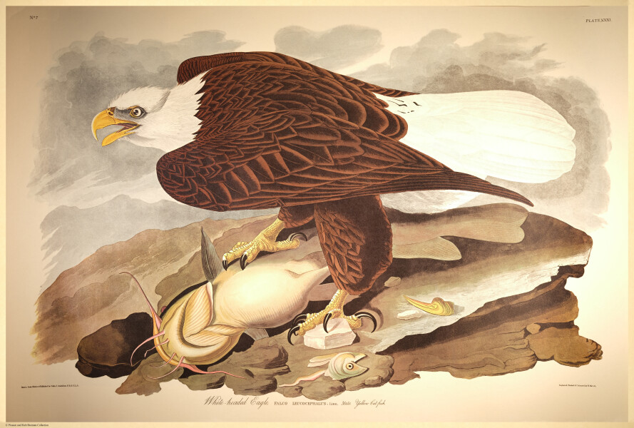 E497 - Audubon Elephant Folio Size Reprodutions - i0789