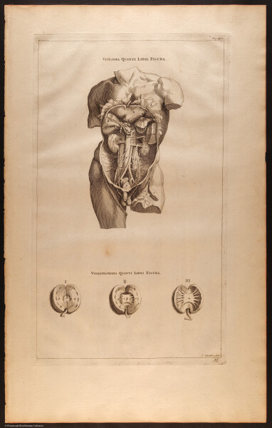 E510 - Anatomy Atlas - Vesalius - i0610