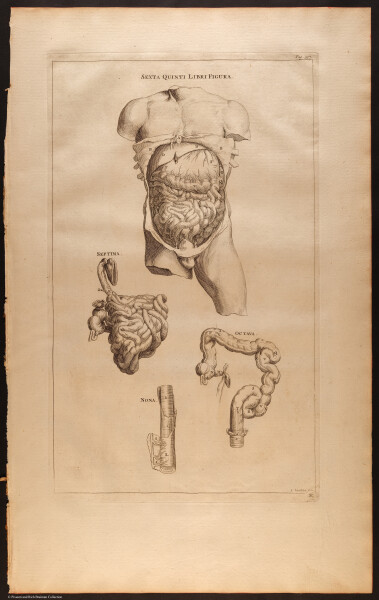 E510 - Anatomy Atlas - Vesalius - i0611