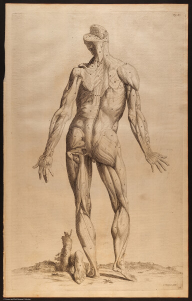 E510 - Anatomy Atlas - Vesalius - i0614