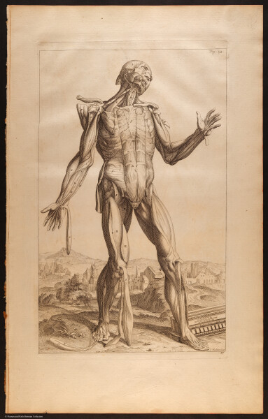 E510 - Anatomy Atlas - Vesalius - i0615