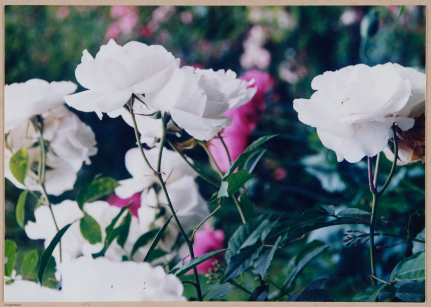 Roses blanches, Jardin de Monet, Giverny, France