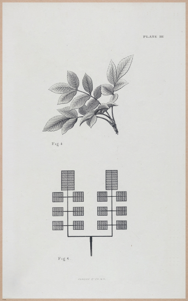 E555 - Lectures by Ruskin - 27311